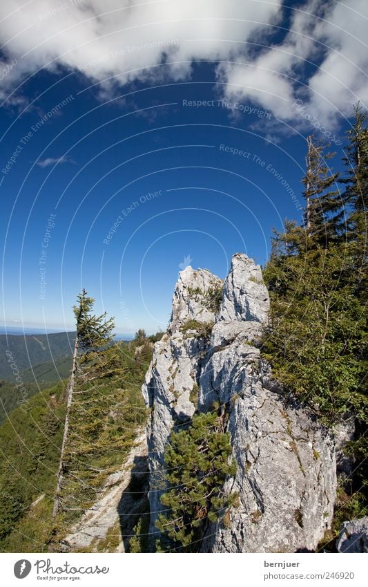 native soil, fatherland Nature Landscape Air Clouds Summer Plant Tree Alps Mountain Peak Purity Wanderlust Rock Spruce Coniferous trees Far-off places Bavaria