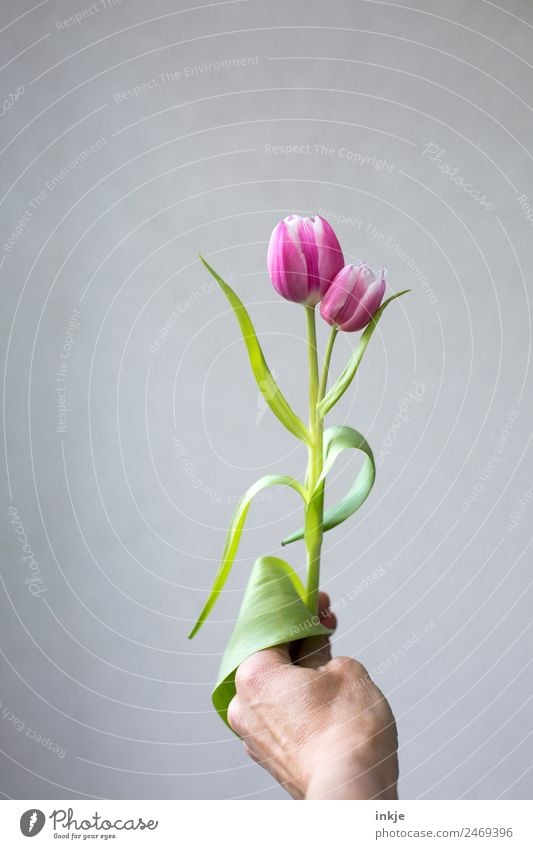 together one Hand Flower Tulip Blossom Blossoming To hold on Exceptional Fresh Green Pink Uniqueness Attachment In pairs 2 Stalk Bright background Colour photo