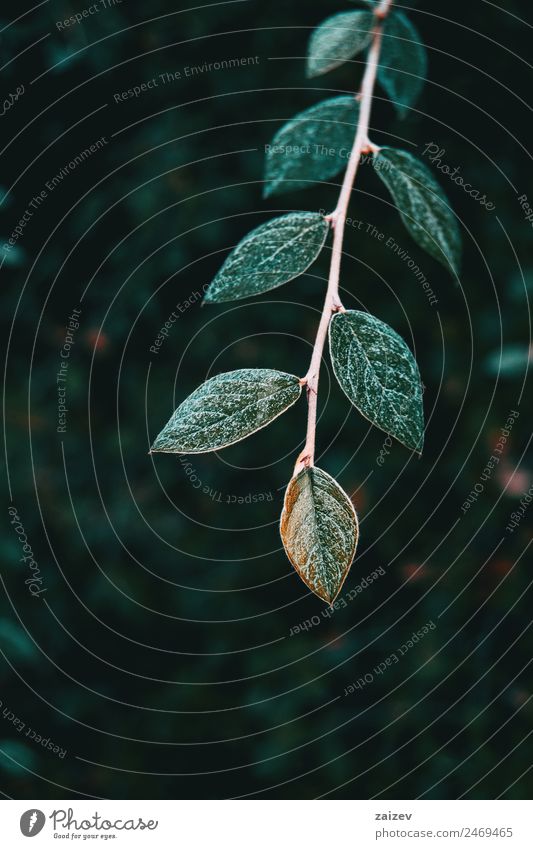 Close-up of a branch of cotoneaster franchetii with opposite and pretty leaves Beautiful Calm Winter Mountain Garden Wallpaper Nature Plant Tree Bushes Leaf