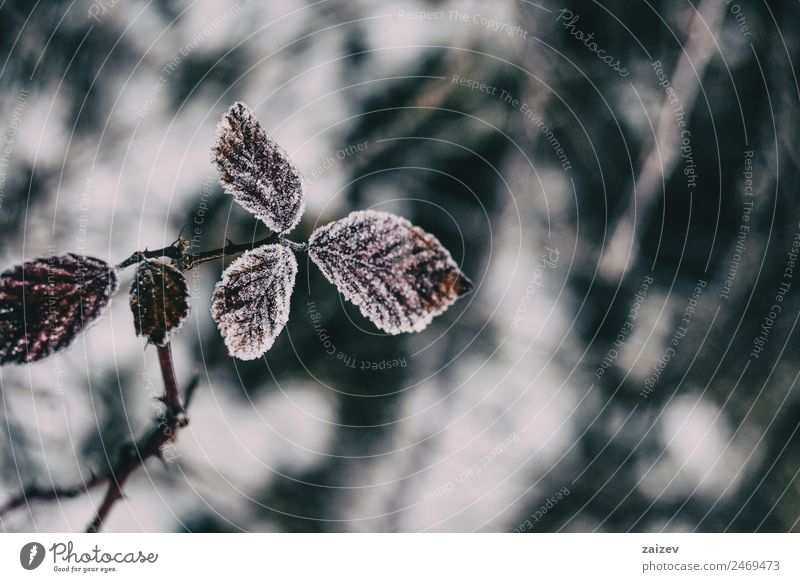 Close-up of snowy leaves of rosa rubiginosa in winter Design Calm Winter Snow Autumn Tree Leaf Old Dark Retro Wild Brown Red White Colour Pure title backdrop