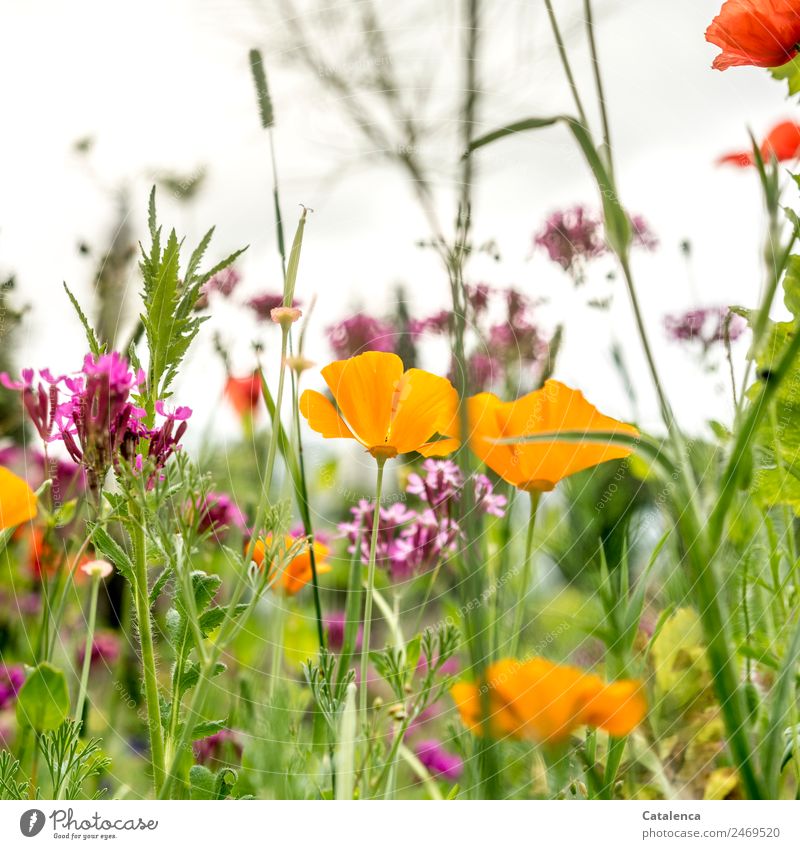 Poppy in flower meadow Nature Plant Sky Summer Flower Grass Leaf Blossom Grass blossom Poppy blossom Garden Meadow Blossoming Fragrance Faded Growth pretty