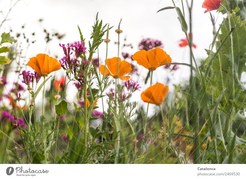 Flower meadow with yellow poppies Plant Summer Grass Leaf Blossom Wild plant Poppy blossom Phlox Garden Meadow Blossoming Fragrance Faded Growth Esthetic pretty