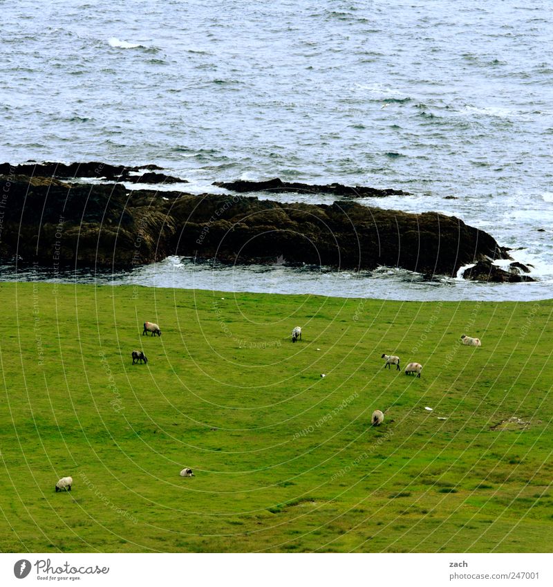 Ireland Nature Landscape Plant Animal Water Grass Meadow Rock Waves Coast Bay Ocean Atlantic Ocean Island Farm animal Sheep Flock Group of animals Herd To feed