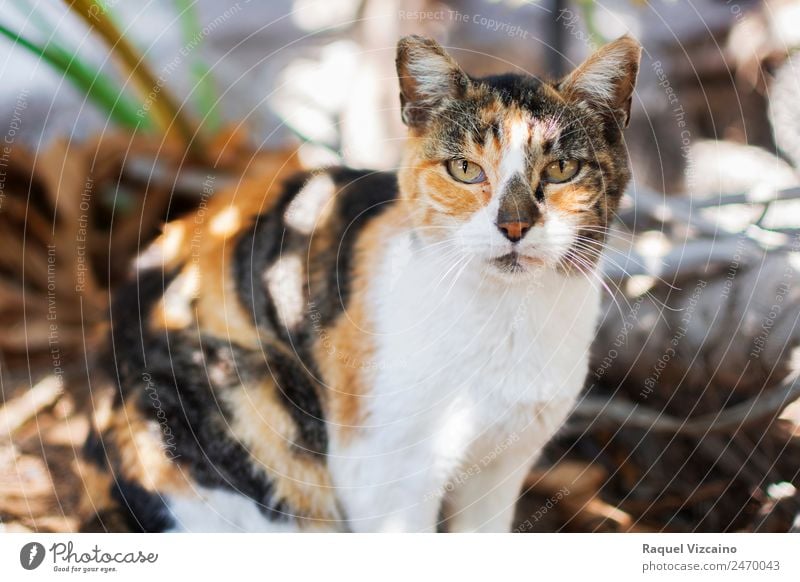 Penetrating look of a cat. Animal Park Cat 1 Looking Natural Brown Orange Serene Calm Colour photo Exterior shot Morning Sunlight Sunbeam Shallow depth of field