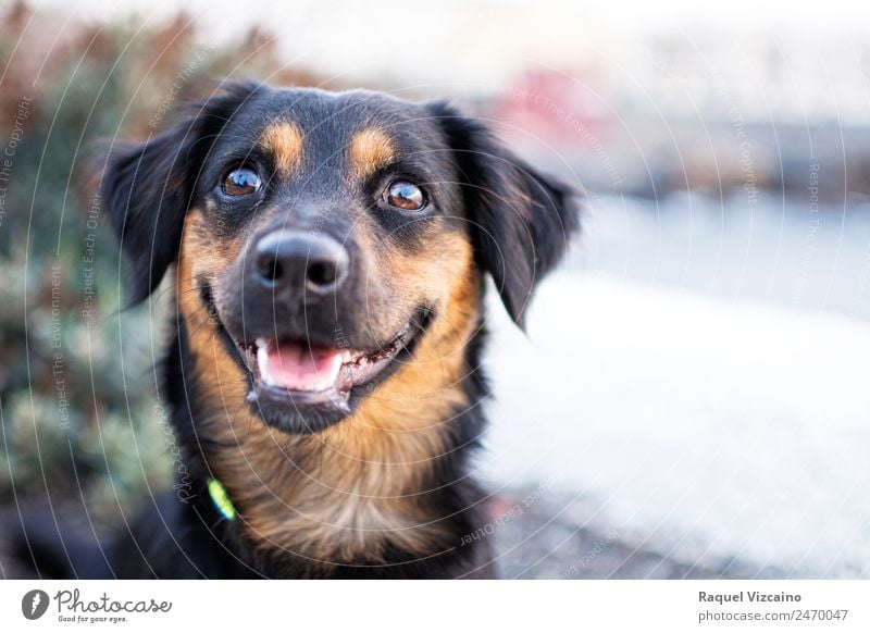 Look of a happy dog. Nature Animal Spring Park Pet Dog Animal face 1 Happy Brown Black Joy Happiness Contentment Loyalty Obedient Goodness Colour photo