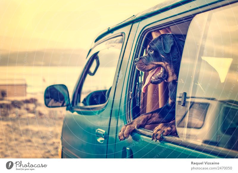 A rottweiler in the window of a van parked on the beach. Environment Animal Earth Sky Horizon Sunrise Sunset Sunlight Summer Warmth Coast Beach Transport