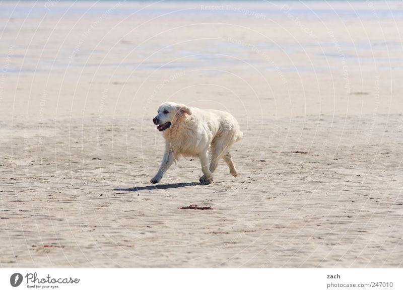 I want to be a polar bear Nature Sand Coast Beach Animal Pet Dog 1 Walking Wild White Movement Pelt Colour photo Subdued colour Exterior shot Deserted