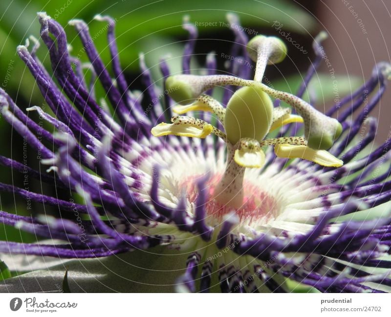 passion fruitblossom Passion Maracuja Flower Near Pistil Macro (Extreme close-up)