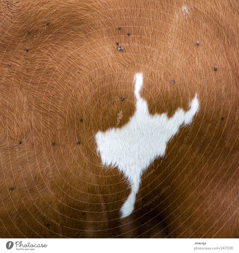 Gaussian distribution Animal Cow Fly Relaxation Simple Brown White Cowhide Agriculture Leather Colour photo Close-up Pattern Structures and shapes Deserted