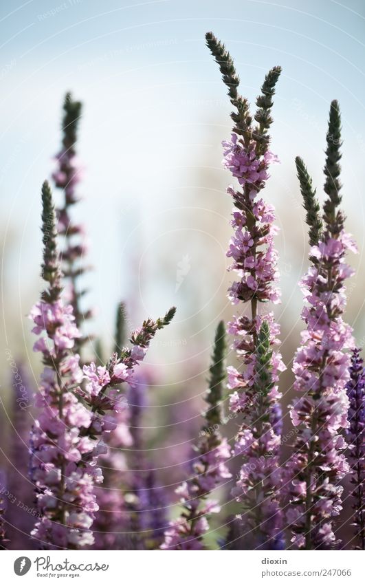 Lythrum salicaria [3] Environment Nature Plant Summer Flower Leaf Blossom Wild plant common loosestrife Herbaceous plants Garden Park Blossoming Growth