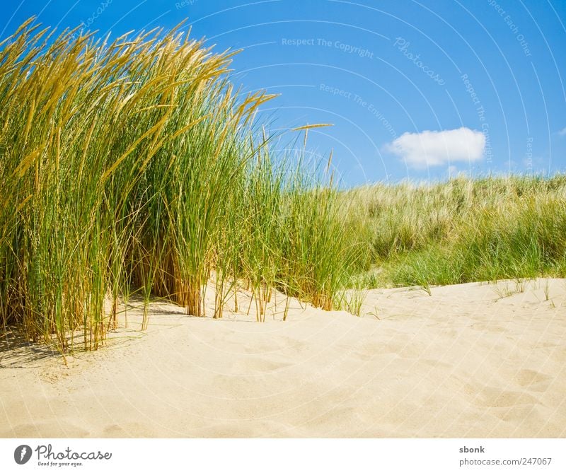 Get land Sand Air Sky Grass Bushes Coast Beach North Sea Ocean Blue Vacation & Travel Netherlands Travel photography Dune Marram grass Warmth Summer