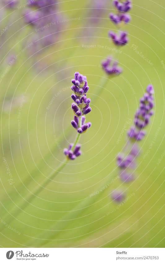 fine lavender flower Lavender flowering lavender lavender blossom lavender scent Lavender colors aromatic plant medicinal plant June heyday summer bloomers