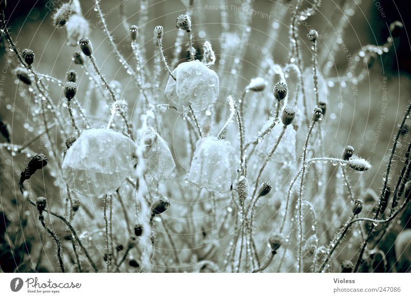 Wet wet wet Nature Plant Drops of water Bad weather Flower Blossom Wild plant Meadow Poppy Rain B/W black and white Blur