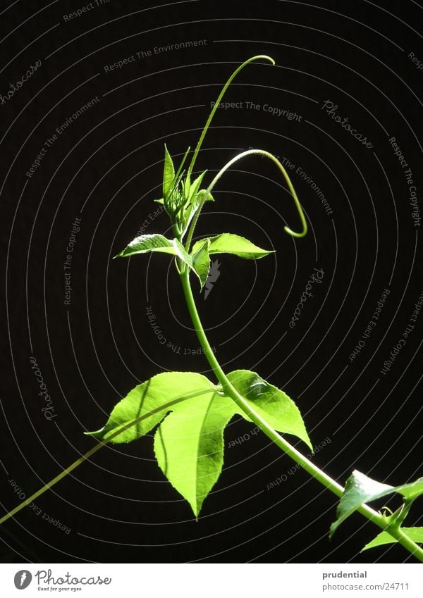 fresh green Fresh Green Plant Tendril