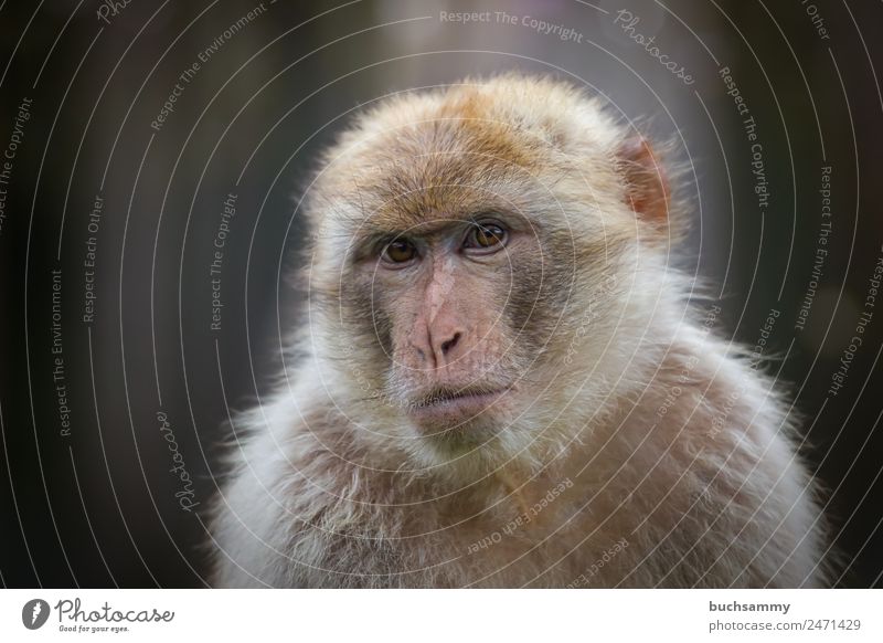 Berber monkey Circus Zoo Animal Wild animal Animal face Pelt 1 Looking Brown Sadness Barbary ape macaques Apes Mammal Monkeys Germany Colour photo Exterior shot