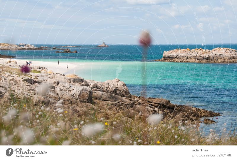 South Seas in the North Nature Landscape Beautiful weather Flower Grass Bushes Meadow Rock Coast Beach Bay Reef Island Idyll Vacation & Travel Azure blue