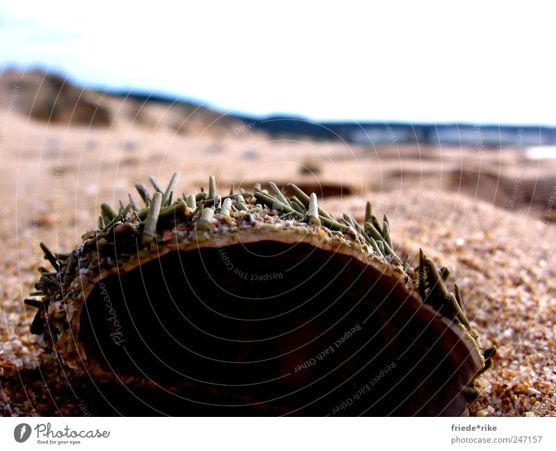 dead sea fruit Seafood Beach Ocean Nature Sand Water Sky Brown Yellow Green Sea urchin Colour photo Exterior shot Day