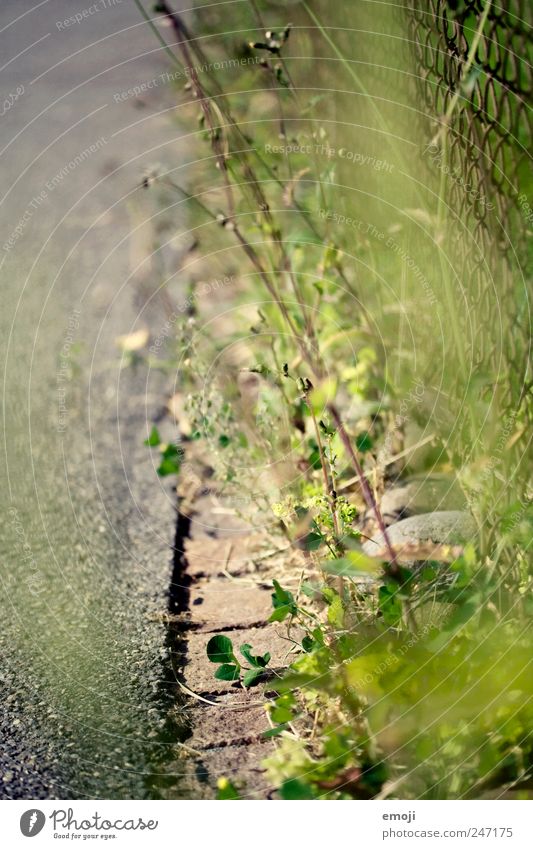 roadside Summer Plant Grass Bushes Street Green Pavement Roadside Paving stone Fence Colour photo Exterior shot Close-up Detail Deserted Copy Space left Day