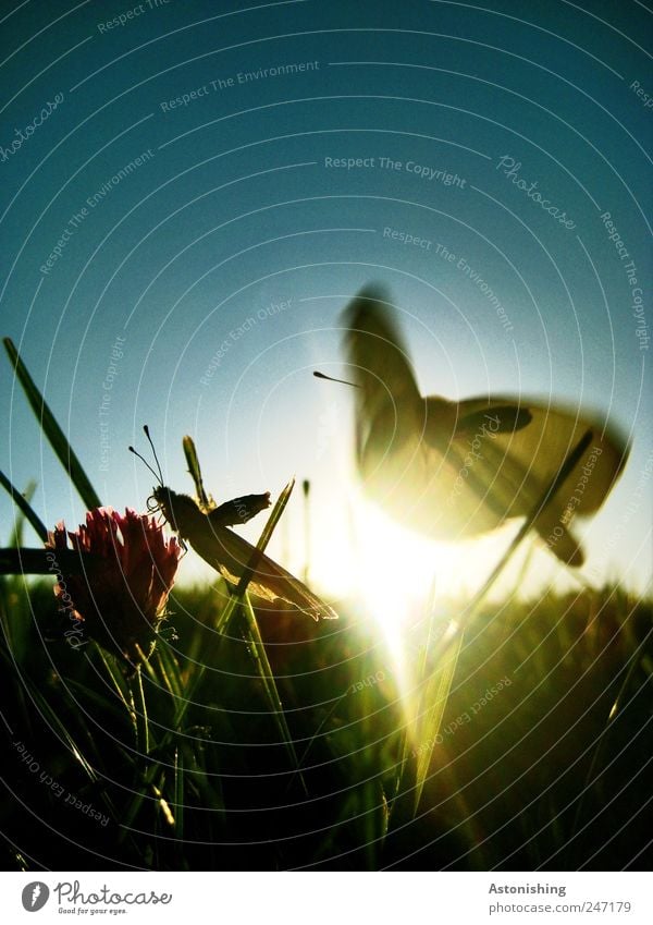 Battle for the Flower Environment Nature Landscape Plant Animal Air Sky Cloudless sky Sun Summer Weather Beautiful weather Grass Leaf Blossom Foliage plant