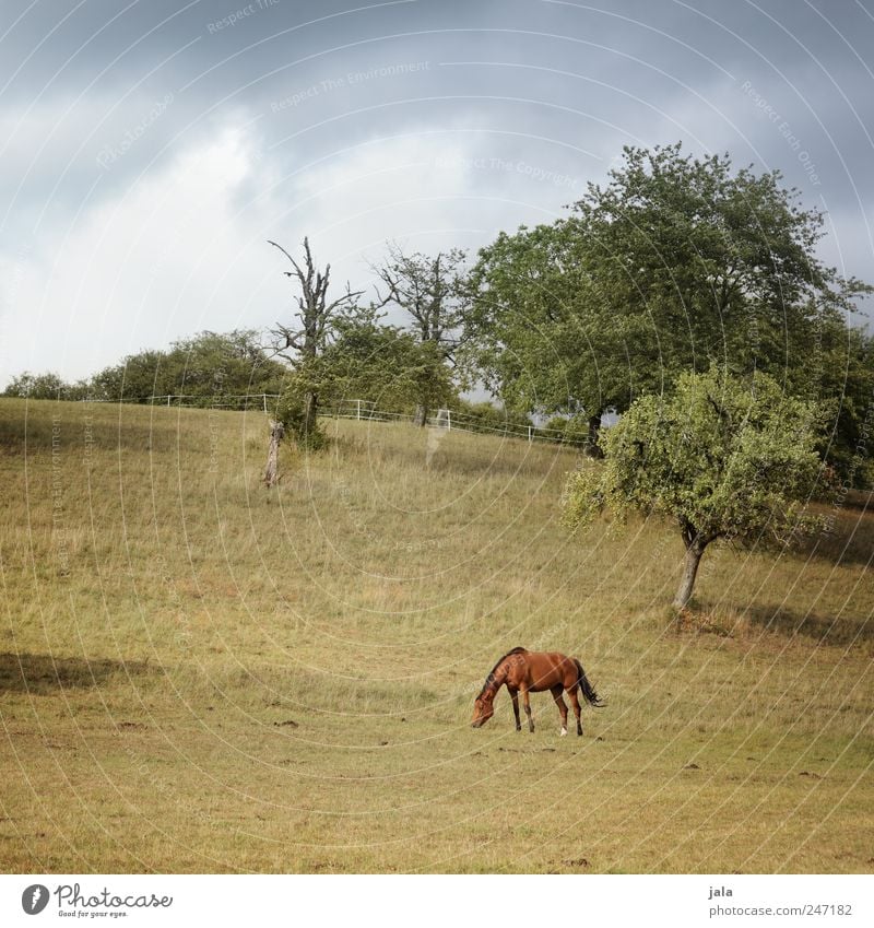 paddock Environment Nature Landscape Plant Animal Sky Clouds Summer Tree Grass Bushes Meadow Farm animal Horse 1 Blue Brown Green Pasture To feed Colour photo