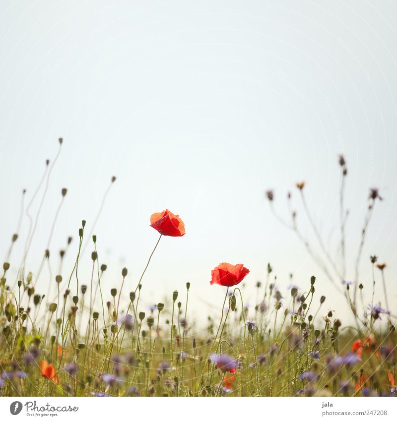 poppy Environment Nature Plant Sky Spring Flower Grass Wild plant Meadow Natural Blue Green Red Poppy Poppy blossom Cornflower Colour photo Exterior shot