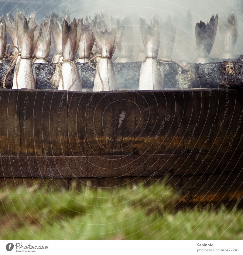 Smoked fish for everyone! :D Food Fish Kipper Smoked salmon Nutrition Picnic Finger food Scotland Grass Animal Wild animal Dead animal Scales Salmon Tail fluke