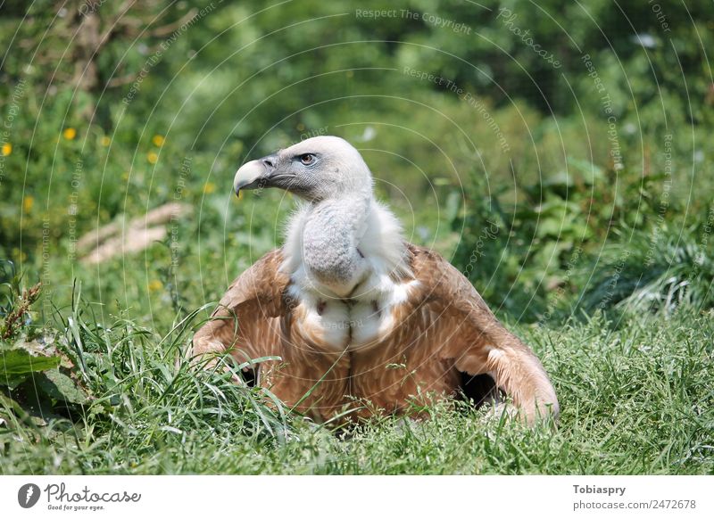 griffon vulture Animal Bird Wing 1 Brown Green Griffon Vulture gyps Colour photo Exterior shot Day Long shot Looking away