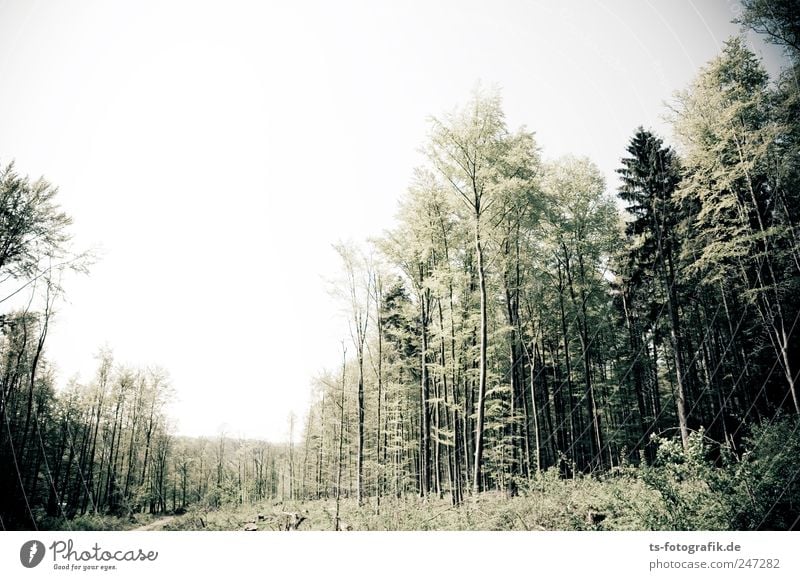 storm lane Environment Nature Landscape Plant Sky Horizon Summer Climate Gale Tree Forest Natural Green Mixed forest Vogelsberg Hesse Forestry Storm damage