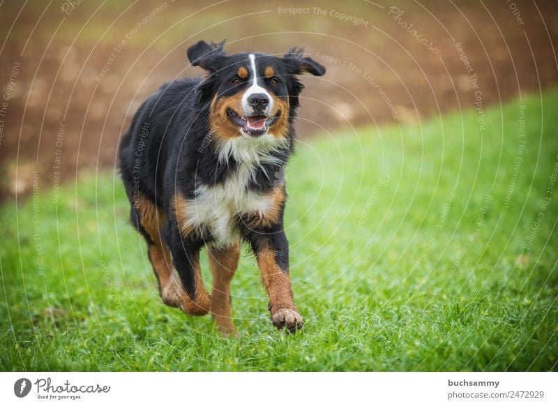 Bernese mountain dog Bernese Mountain Dog Pet Nature outdoor pet Running action man's best friend? Purebred dog Meadow Joy Joie de vivre (Vitality)