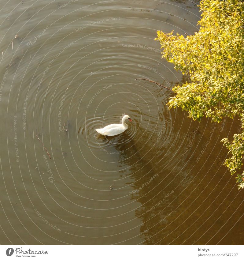 swan lake Summer Beautiful weather Tree Lakeside Swan 1 Animal Swimming & Bathing Natural Movement Peace Idyll Nature Circle Water Waves Round White Green