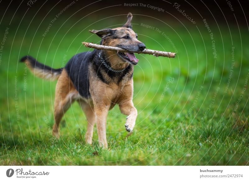 Kira in retrieving Animal Pet Dog 1 Running Brown Black Germany Colour photo Exterior shot Deserted Copy Space right Neutral Background Day