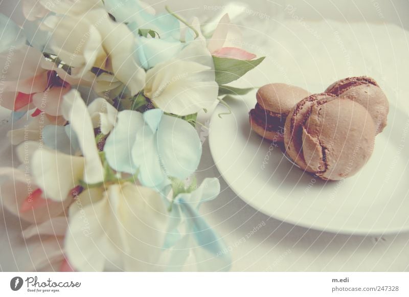 Fleurs et macarons III Candy Chocolate Flower Beautiful Uniqueness Sweet Colour photo Interior shot Day