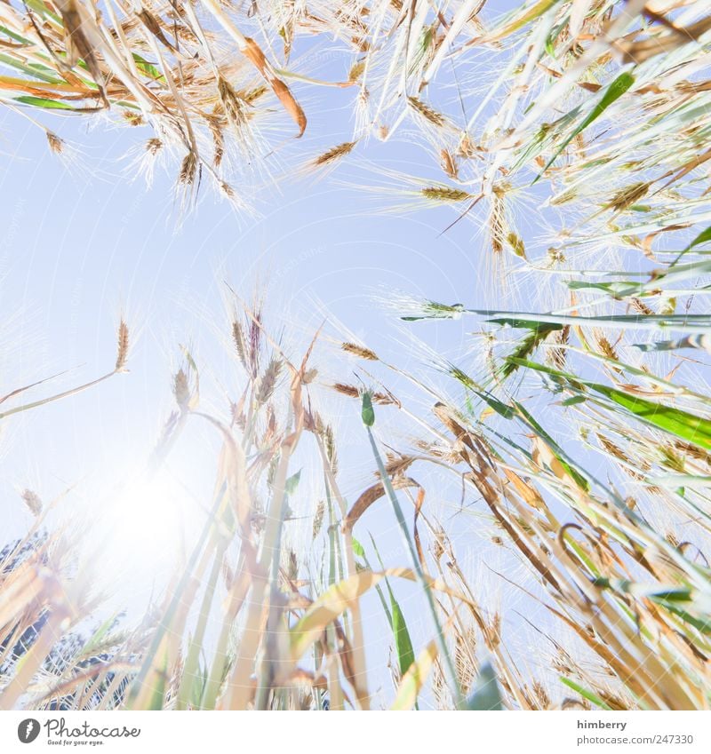 kornborn Food Grain Nutrition Agriculture Forestry Art Nature Landscape Plant Sky Cloudless sky Sun Sunlight Summer Beautiful weather Agricultural crop Field