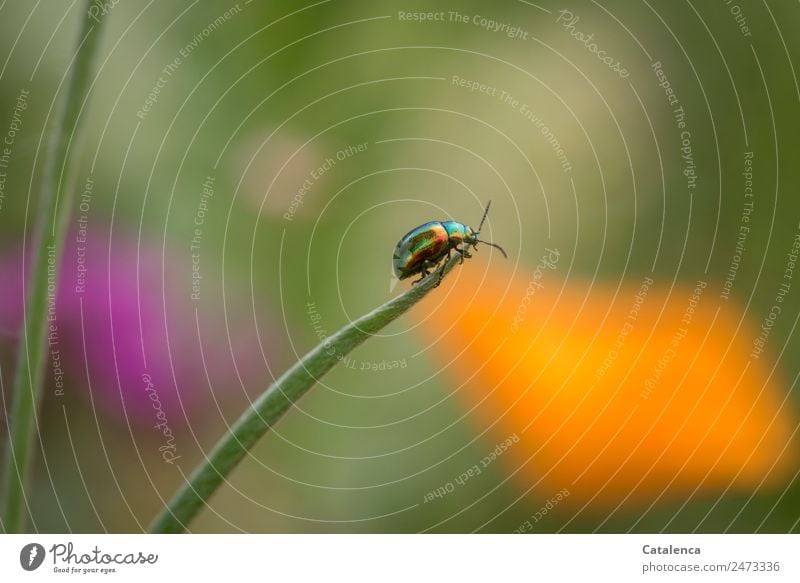 Decision due; leaf beetle at the end of a grasshlame Nature Summer Grass Blade of grass Beetle 1 Animal Crawl Glittering pretty Crazy Green Orange Pink