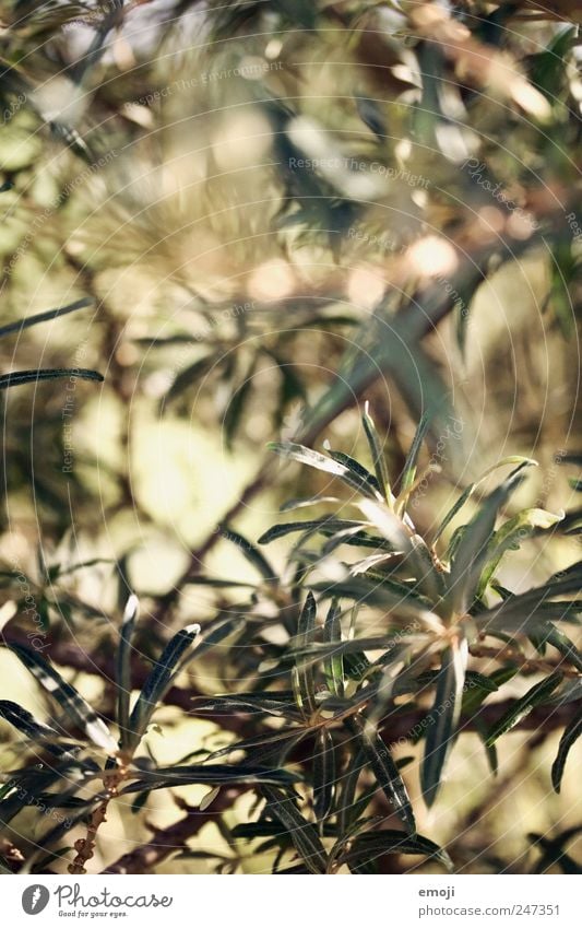 Barbed wire, of course. Nature Plant Bushes Green Sallow thorn Sallow thorn leaf Thorny Colour photo Exterior shot Close-up Detail Macro (Extreme close-up)