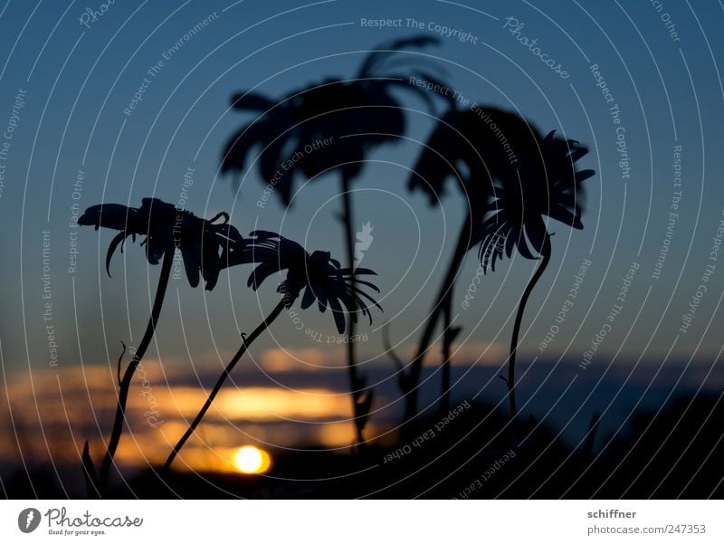 Brittany-Palms Nature Plant Sky Sunrise Sunset Sunlight Flower Blossom Sadness Grief Marguerite Calm Meditative Transience Exterior shot Deserted Evening