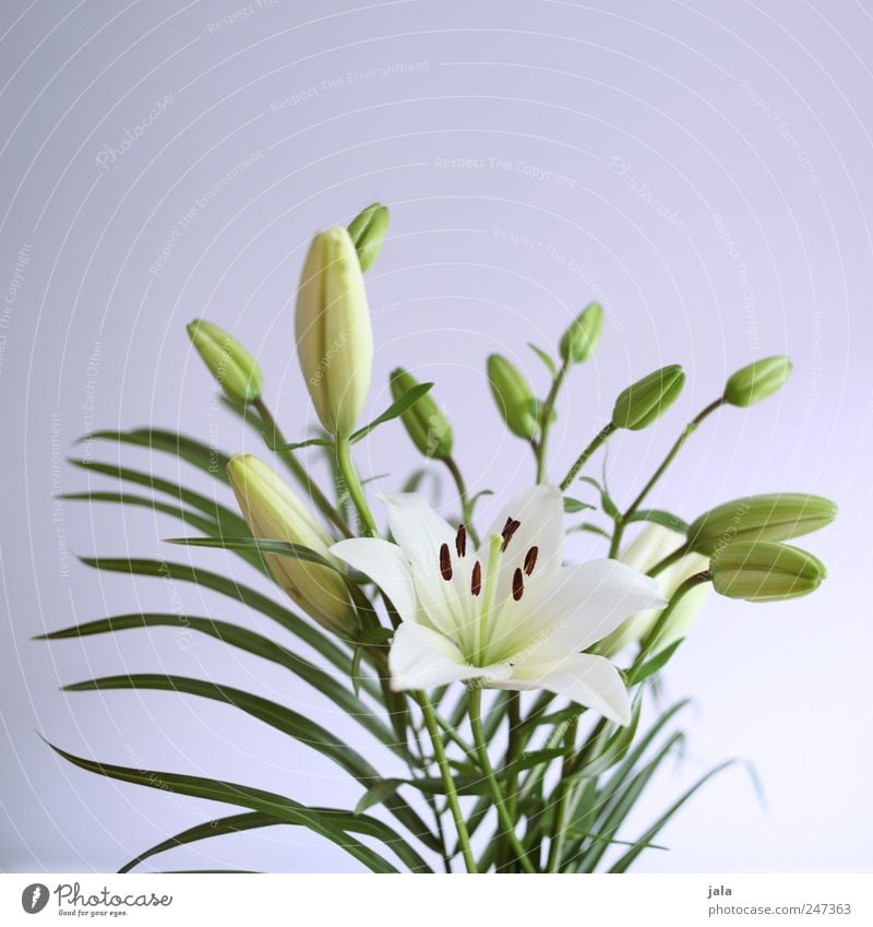 lilies Living or residing Flat (apartment) Decoration Nature Plant Flower Blossom Esthetic Beautiful Green Violet White Lily Bouquet Colour photo Interior shot