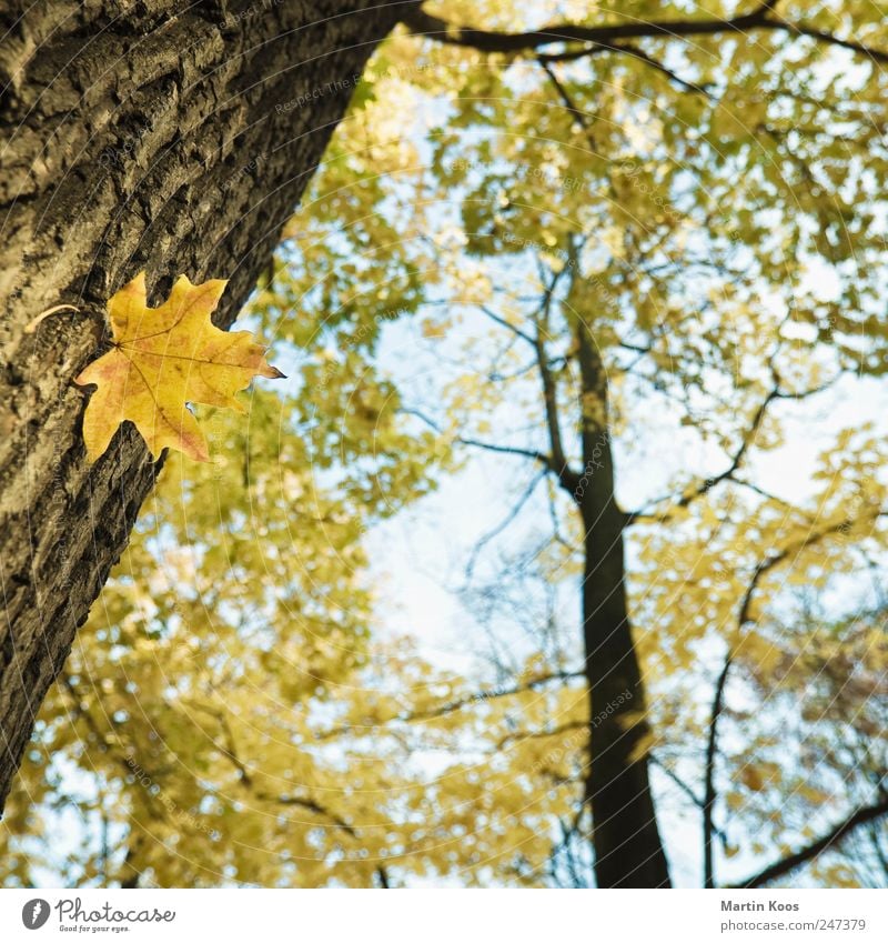 Leaf movement Environment Nature Landscape Plant Autumn Climate Weather Beautiful weather Tree Colour Growth Time Tree trunk Maple tree Maple leaf Colour photo