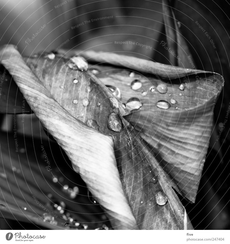 leaf Nature Water Drops of water Summer Flower Leaf Foliage plant Garden Near Wet Natural Structures and shapes Black & white photo Exterior shot Close-up