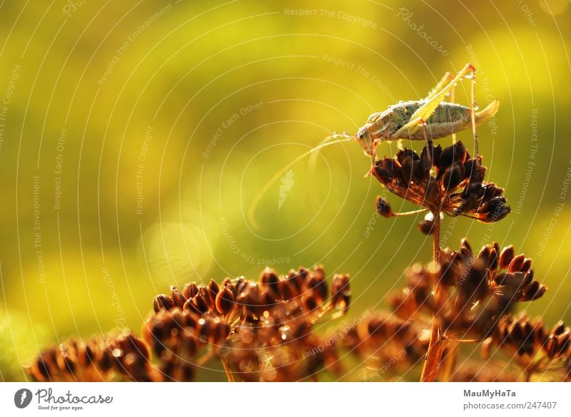 Grasshopper Nature Plant Animal Elements Water Drops of water Sunrise Sunset Sunlight Summer Climate Leaf Garden Park Wild animal Worm 1 Small Brown