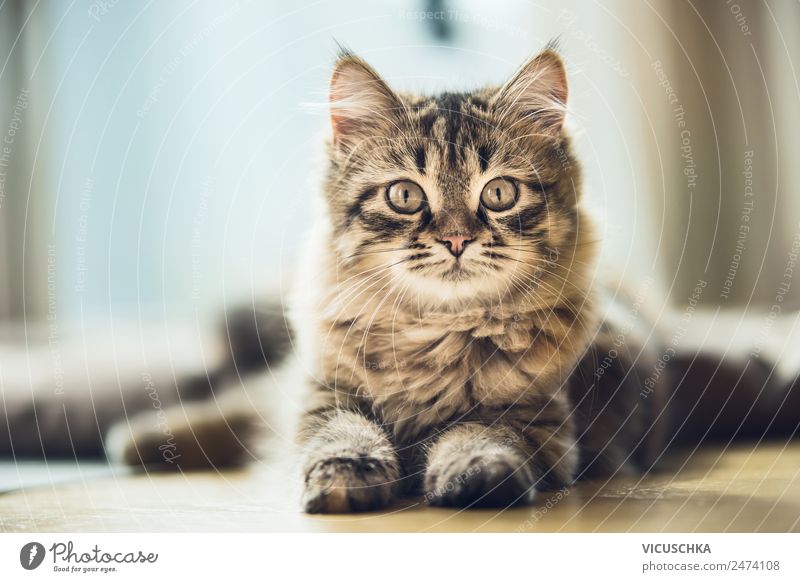 Portrait of a Siberian kitten Lifestyle Living or residing Animal Cat Design Portrait photograph purebred cat Siberian Forest Cat Kitten Colour photo