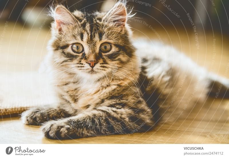 Siberian kitten Lifestyle Joy Living or residing Animal Pet Cat 1 Emotions Friendship Kitten Soft Siberian cat Portrait photograph Lie Ground Love of animals