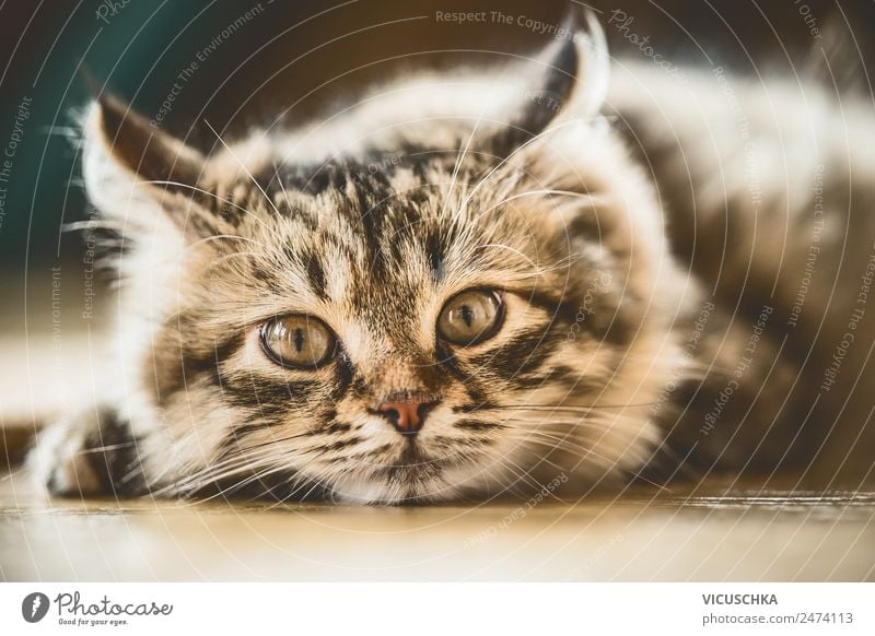 Portrait of a Siberian kitten Animal Cat 1 Soft Design Portrait photograph Colour photo Interior shot