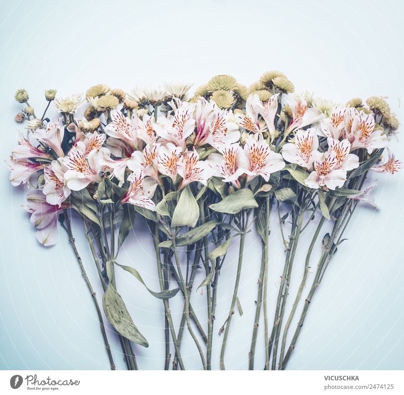 Flowers on pastel blue Style Design Life Summer Garden Decoration Feasts & Celebrations Nature Plant Leaf Blossom Love Pink Background picture Conceptual design