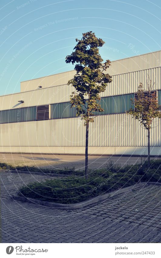 My friend the tree Stuttgart Industrial plant Manmade structures Blue Loneliness Parking lot Colour photo Exterior shot Day Wide angle