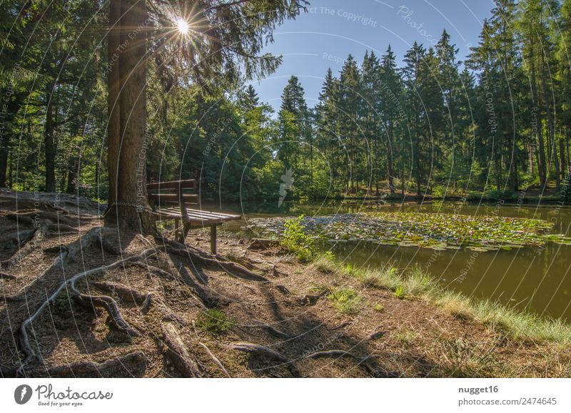 Idyll at the lake III Environment Nature Landscape Plant Earth Sand Water Sky Cloudless sky Sun Sunrise Sunset Sunlight Spring Summer Autumn Beautiful weather