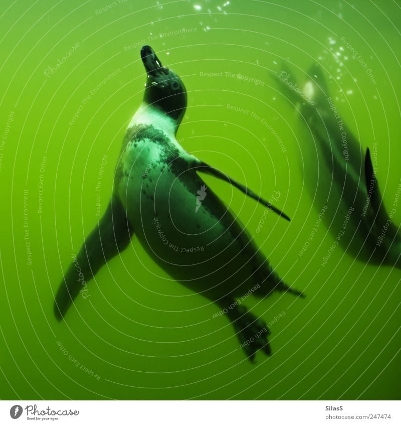 Weightless II Water Animal Penguin 2 Green Black White Weightlessness Colour photo Exterior shot