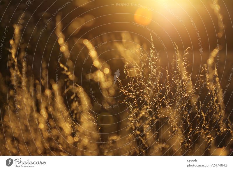 Grass fireworks 4 Nature Landscape Plant Sunrise Sunset Sunlight Summer Beautiful weather Meadow Field Happy Contentment Joie de vivre (Vitality) Serene Idyll