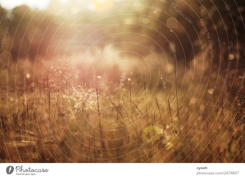 Grass fireworks 5 Nature Landscape Plant Sunrise Sunset Sunlight Summer Beautiful weather Meadow Field Hot Bright Yellow Gold Moody Romance Blur Illuminate