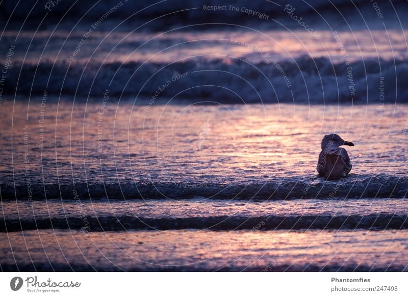 Seagull at Sunrise Animal Wild animal Bird 1 Swimming & Bathing Nature Sunset Waves Swell Water Ocean Comforting Colour photo Exterior shot Deserted